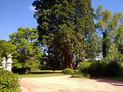 Catalpa